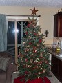 Our Tree 1